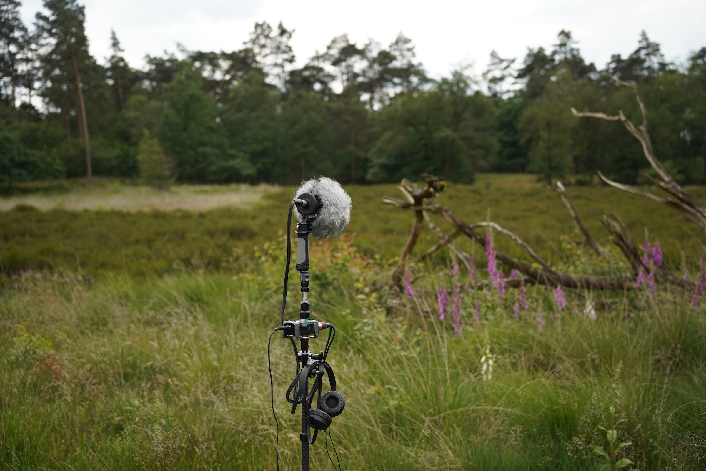 2024 06 06 – Radio Kootwijk – Nature Sounds & Shooting Range – Stereo